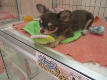 父の日(*´∀｀)