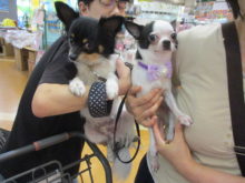 家族が決まりました(´∀｀*)