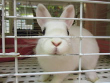 うさぎさん(^ω^)