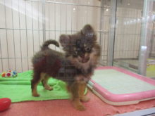 ポチたま(*´ω｀*)