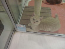 スコくん(･∀･)