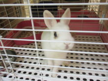 小動物(・∀・)