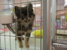 ミックス君とおもちゃ(ﾟ∀ﾟ)