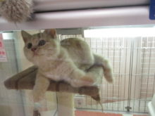 こねこちゃん(*´∀｀)