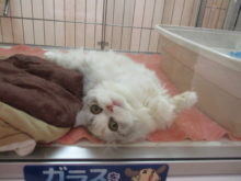 ゴロゴロ(・∀・)