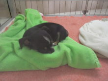 チワちゃんず(´∀｀)