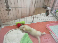 山の日(・∀・)