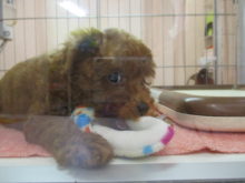 カミカミ(´・ω・｀)