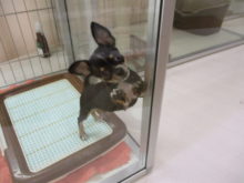 スムチ君(*´∀｀)