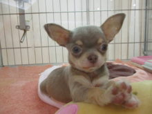 スムチちゃん(*ﾟ▽ﾟ*)