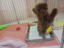 プー君(´∀｀*)