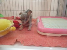 ポチたま(*´∀｀*)