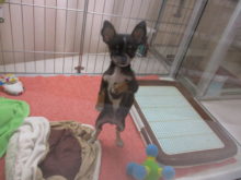 ジャンプ( *｀ω´)