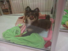 今日のポチたま(*^^*)