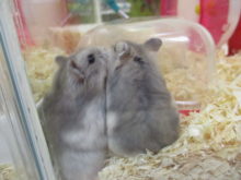 ハムちゃんo(^▽^)o