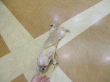 お散歩練習(^-^)