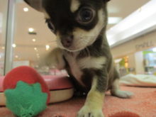 チワちゃん(●´ω｀●)