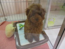 ポチたま(*ﾟ∀ﾟ*)