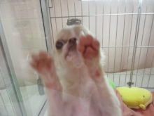 ポチたま(*´∀｀*)