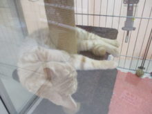 ポール( ´ ▽ ` )