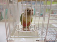 インコちゃん(*´∀｀)