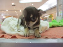 忍者(｀・ω・´)