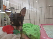 お気に入り( *｀ω´)