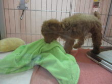 ポチたま(･∀･)