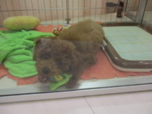 プー君(*´∀｀)