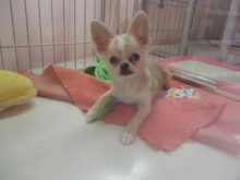 ポチたま(・∀・)