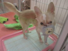 ポチたま(*´∀｀*)