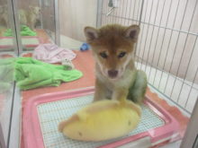 おもちゃ(*^ω^*)