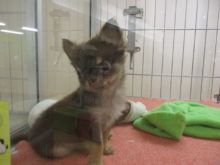 今日のポチたま(^O^)