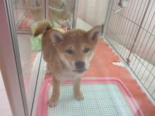 冬物セール(・∀・)