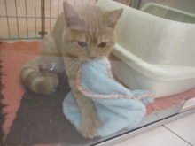 フミフミ(*´ω｀*)