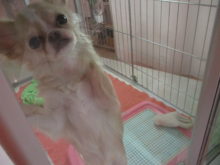 ポチたま(´∇｀)