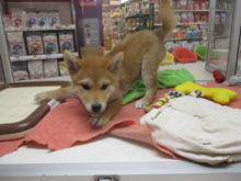 柴兄弟(*ﾟ∀ﾟ*)