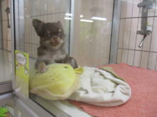 暴れん坊(´∀｀)