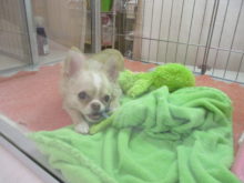 ポチたま(ﾟ∀ﾟ)