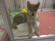 子犬たち(*´ω｀*)