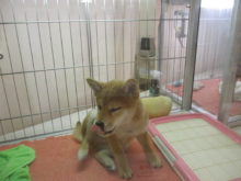 ウインク(｡･ ω<)