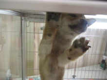 しば君(*´∀｀)