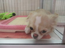 ポチたま(´∀｀)