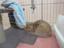 ポチたま( ﾟ∀ ﾟ)