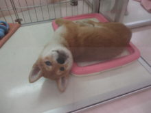 お正月(・∀・)