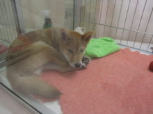 爆睡スコさん(-_-)゜zzz…