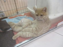 ポチたま(*ﾟ∀ﾟ*)