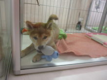 柴君とチワ君(´∀｀)