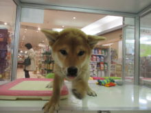 柴くん１号(^O^)