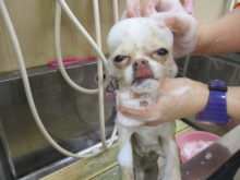 シャンプー(´ω`)